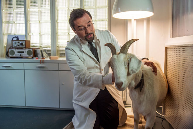 Der Doktor und das liebe Vieh: Rechtsmediziner Prof. Boerne (Jan Josel Liefers) k&uuml;mmert sich im M&uuml;nster-Tatort "Das Wunder von Wolbeck" um Ziege Mimi.