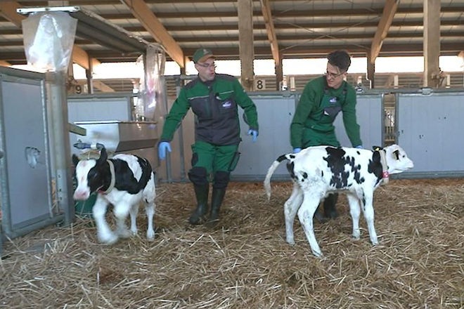 Markus Niklasson undercover als Christoph (r.) bei der Arbeit im Kuhstall.